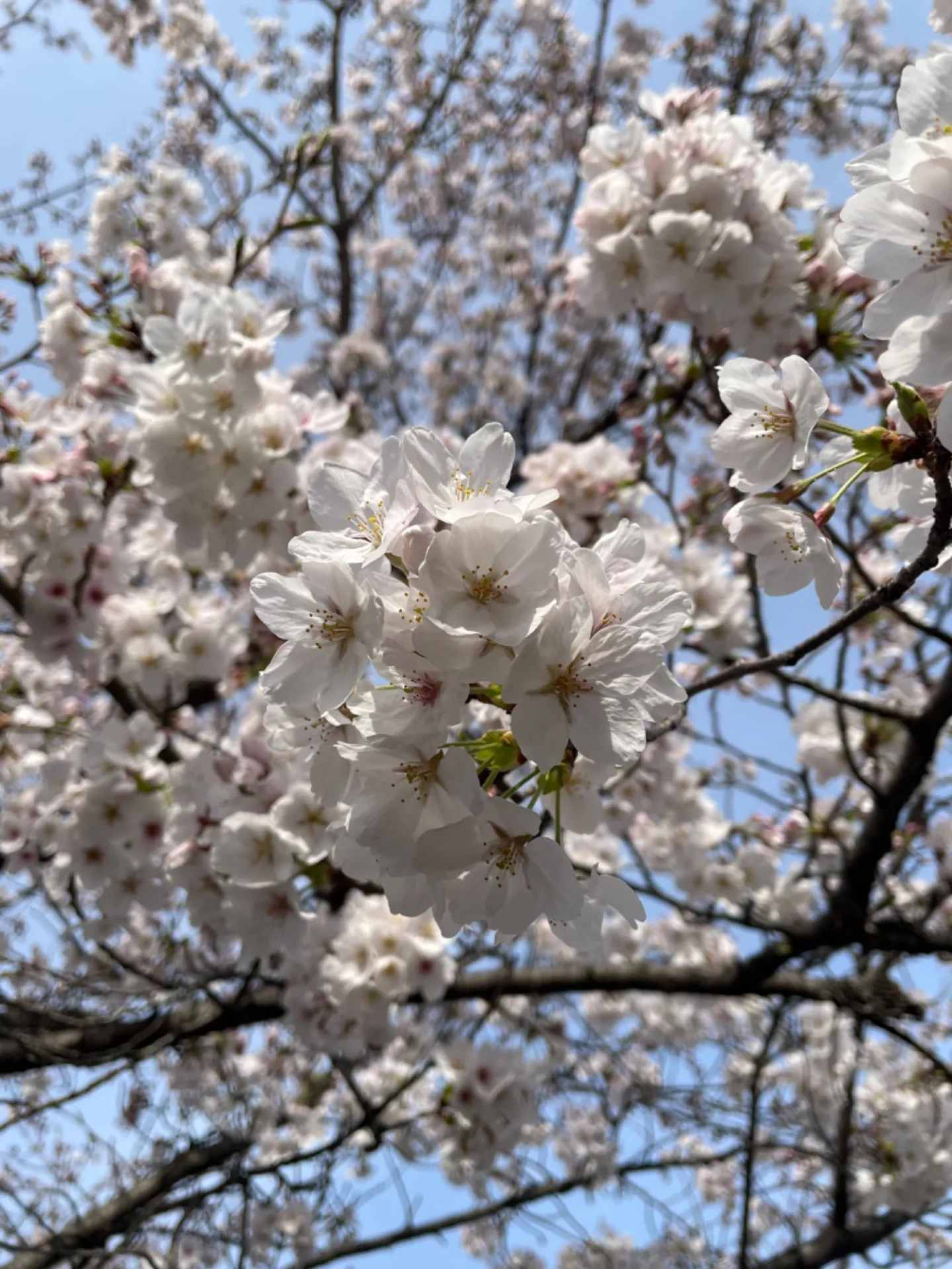 京都の桜は最高！The cherry blossoms in Kyoto are amazing!