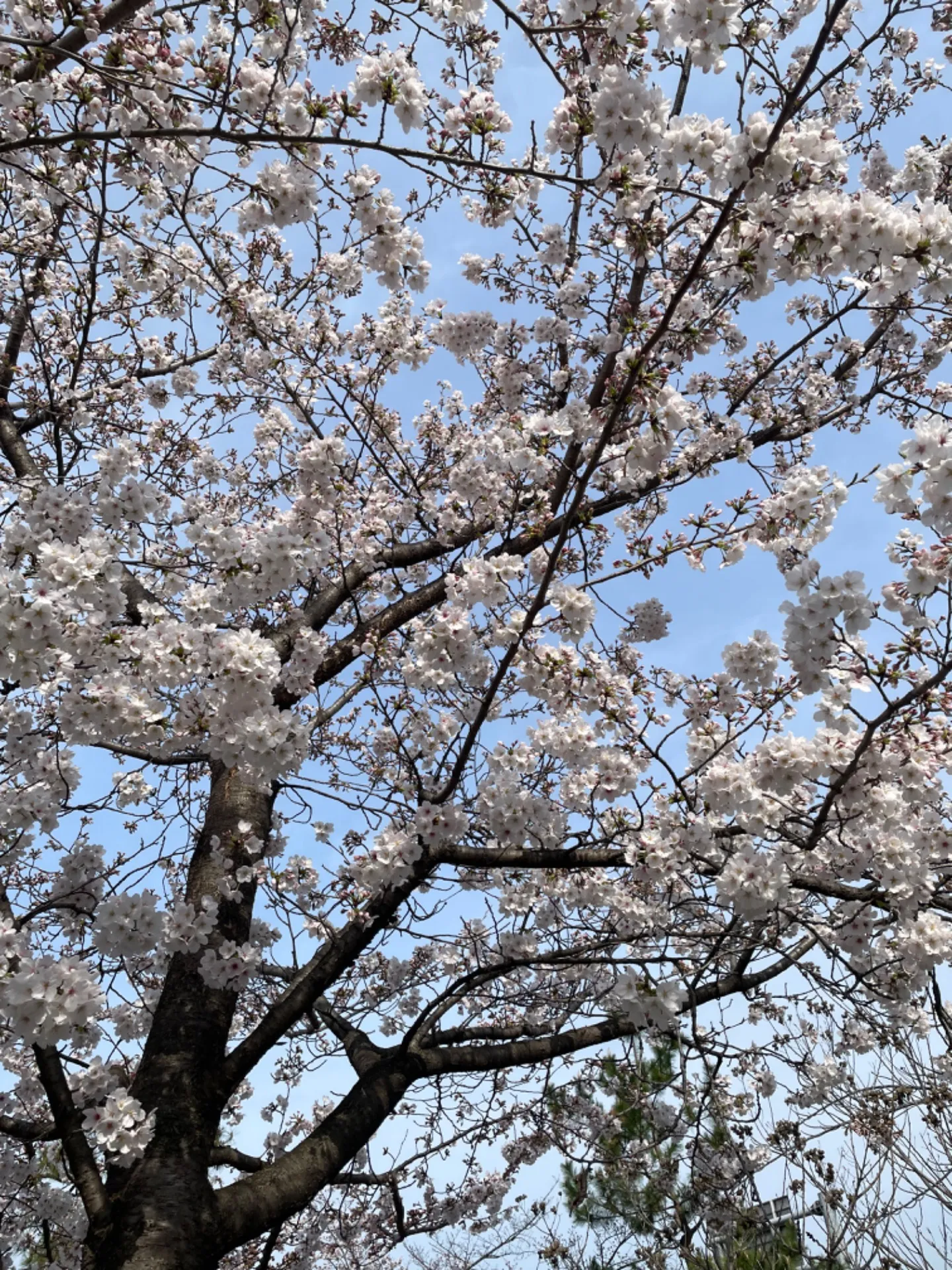 桜です！It's cherry blossoms!
